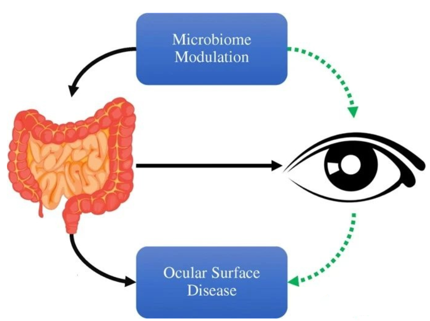 肠眼轴逐渐浮出水面，肠道菌群可能影响着我们的视力