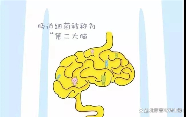 富玛特生物科普——肠道菌群，与你生活有关的那些事儿