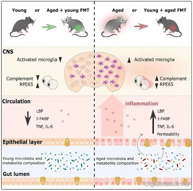 富玛特生物科普——想逆转衰老？！来试试年轻供体的菌群移植